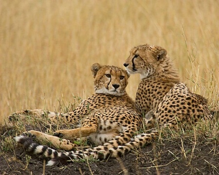 Two Cheetahs