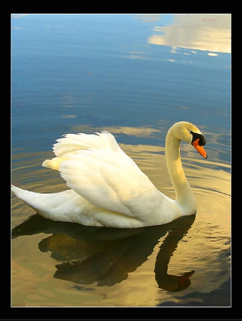 Swan Song