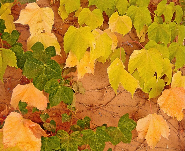 Autumn Leaves on Adobe Wall