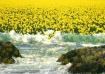 Sea of daffodil
