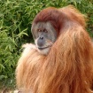 Orangutan Portrai...