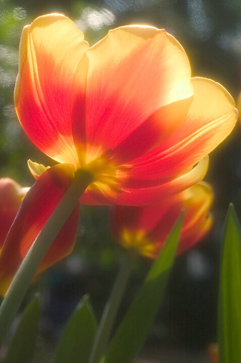 Tulip Dreams - ID: 806031 © Robert Hambley