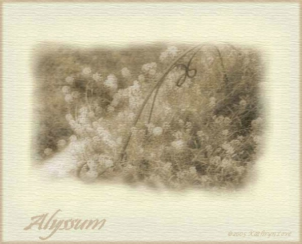 ~  Alyssum  ~