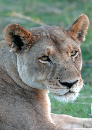 Lioness at Dusk, Botswana
