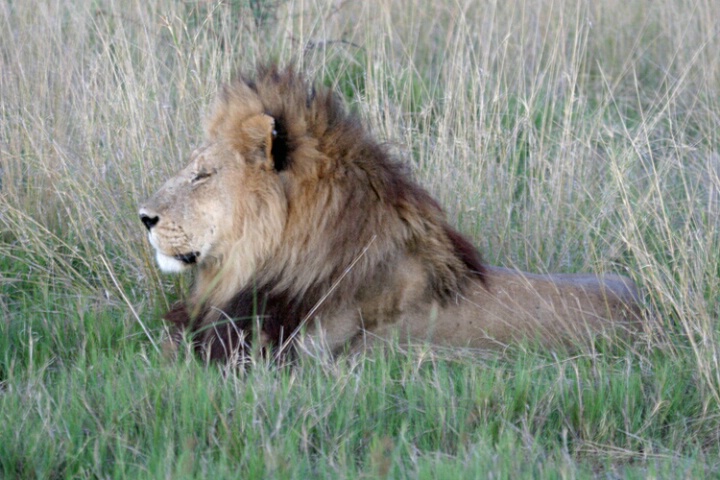 Male lion awaits his Brothers, Chitabe Camp
