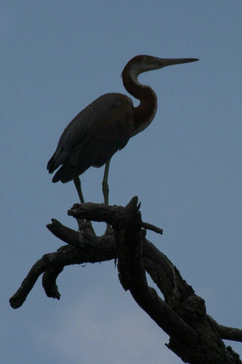 Blue Heron-Cuyahoga Valley National Park - ID: 807113 © James E. Nelson