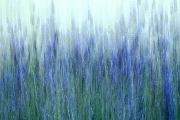 impressionist lavender