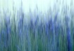 impressionist lav...