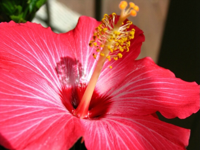 Hibiscus