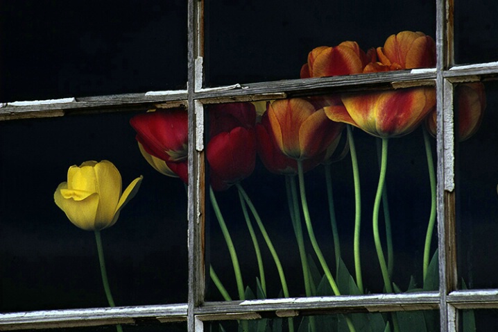 Window of Tulips