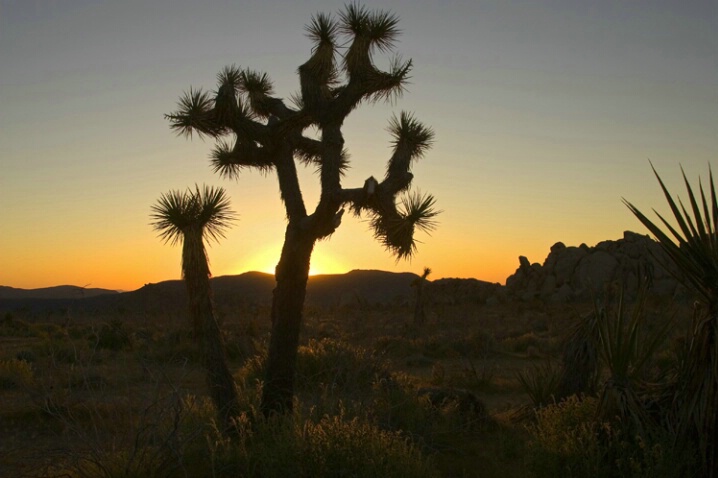 Sunrise in Joshua Tree. - ID: 807808 © John Tubbs