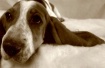 Cooper