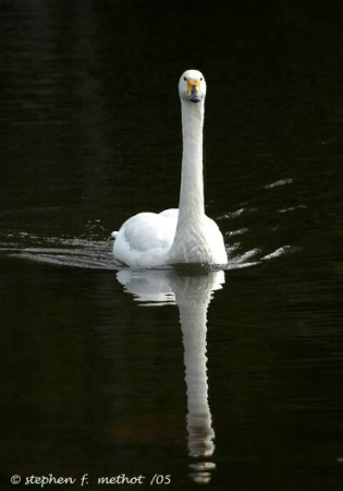 Swan Lake Ballet