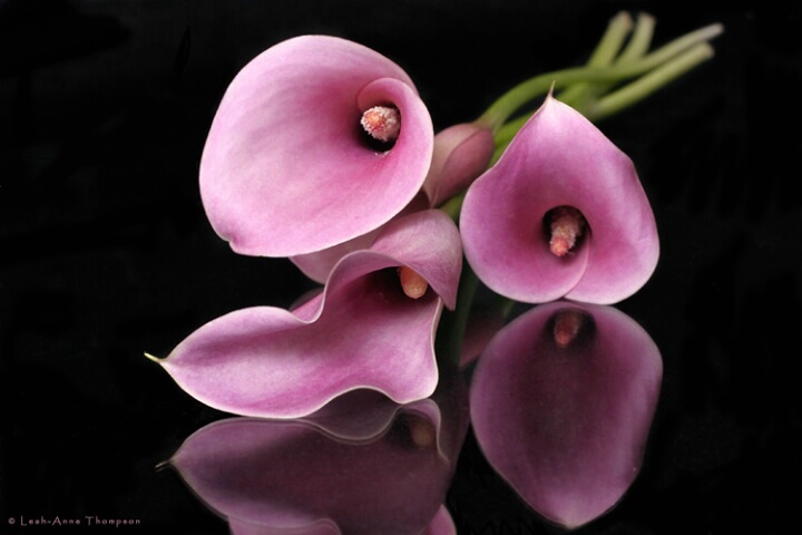 Pink Callas