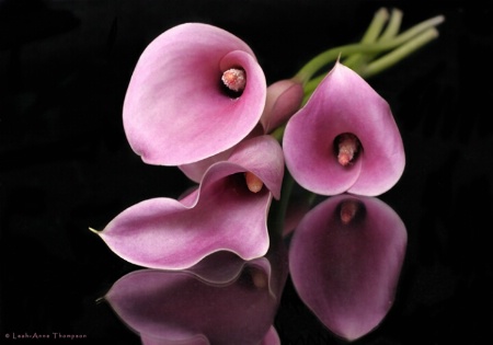 Pink Callas