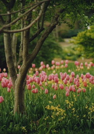 Spring in Dallas