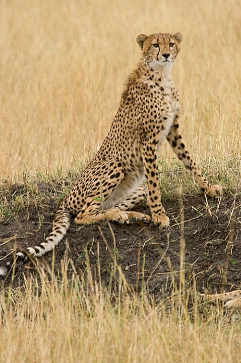 Cheetah on Termite Mound - ID: 810777 © James E. Nelson