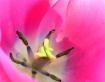 Pink Tulip detail