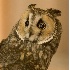 2Long-Eared Owl (Captive) - ID: 811581 © John Tubbs