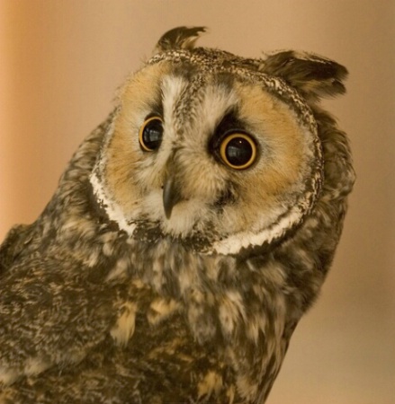Long-Eared Owl (Captive)