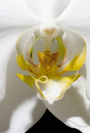 White Orchid 1