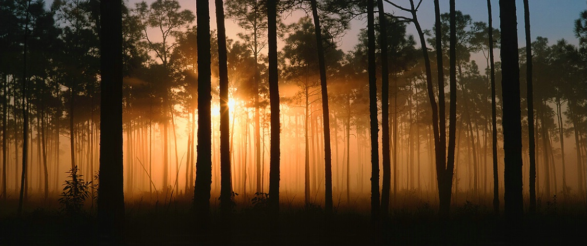 Everglades Sunrise