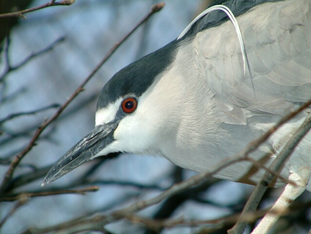 Black Cap Night Heron