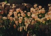 Porcelain Tulips