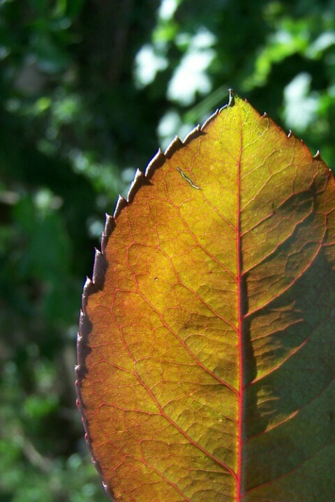 Autumnal Touchs II