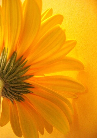 Yellow on Yellow