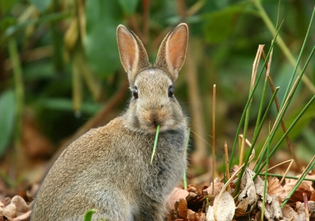 Wild Rabbit Eating