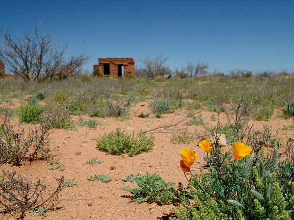 Ghost Town Poppies