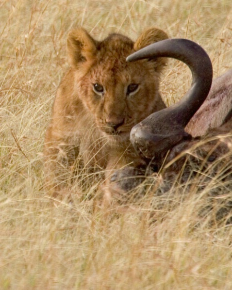 Lion Cub with Wildebeest - ID: 814227 © James E. Nelson