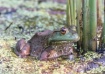 bullfrog