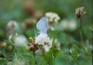 little blue