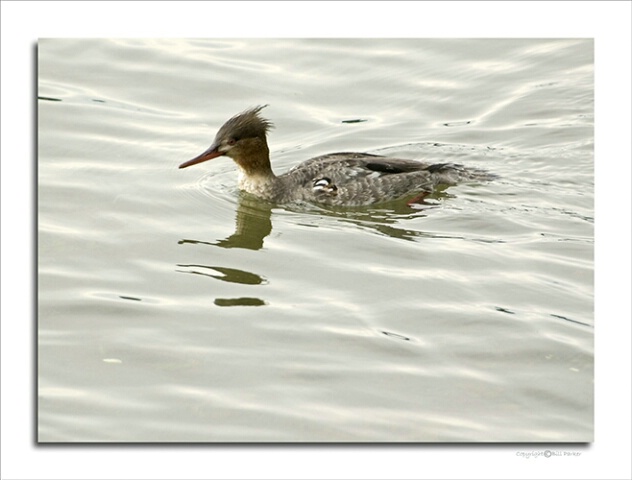 Red-breasted merganser (immature)