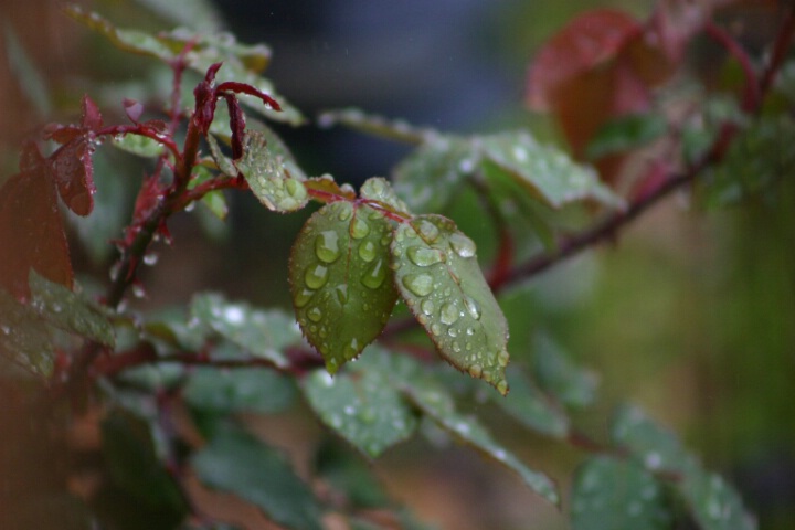 Rainy Day Rose Bush