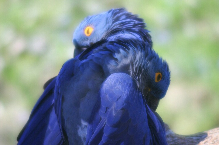 Hyacinth Macaws at Rest