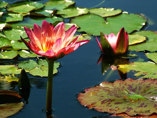 Water Lily, Versailles Gardens