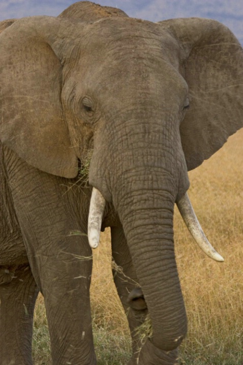 Elephant Grazing - ID: 816431 © James E. Nelson