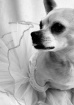 Drag Chihuahua