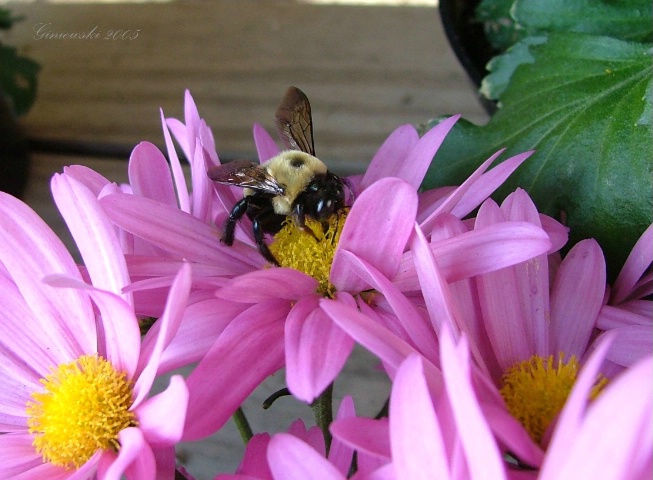 Honeybee #2