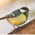 © Robert Hambley PhotoID # 816948: Great Tit - Milwaukee, WI