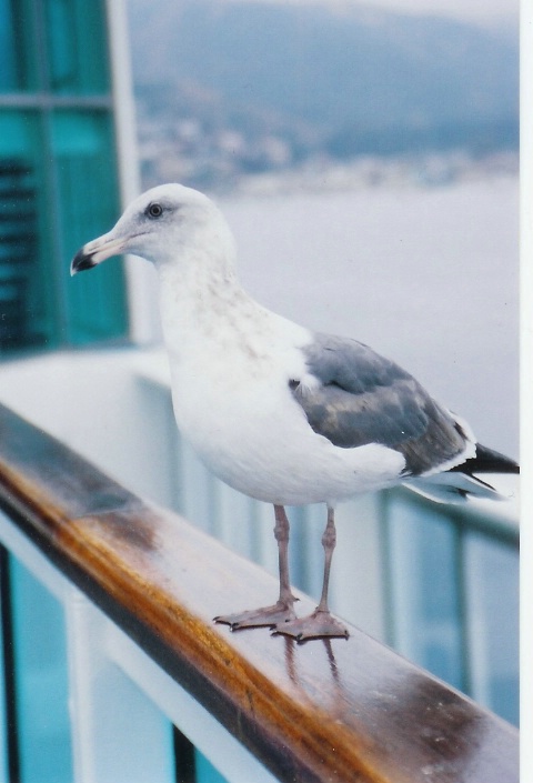 Cruise ship bird