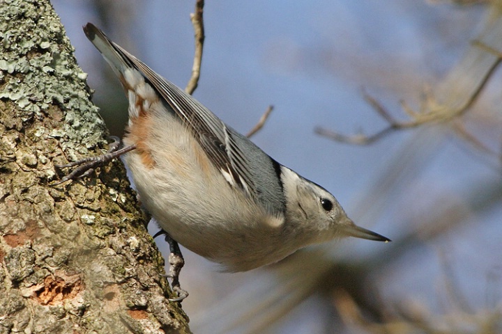 white-breasted nuthatch