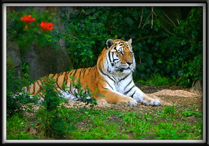 Tiger Daydreams