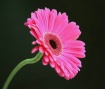 Pink Gerbra Daisy