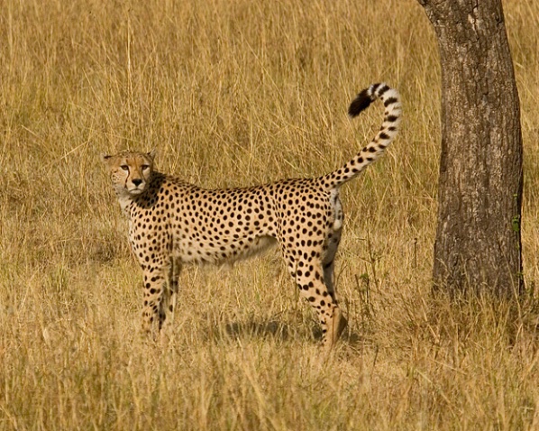 Male Cheetah Marking His Territory - ID: 817492 © James E. Nelson