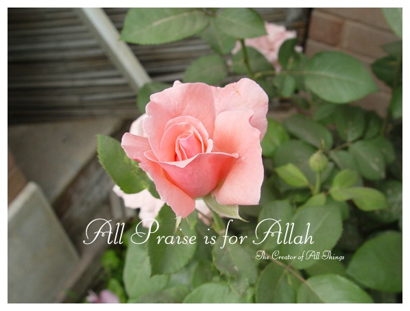 All Praise is for Allah 