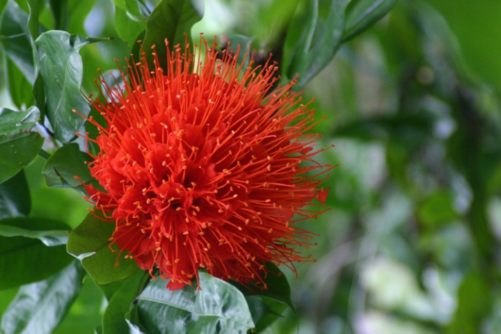 Red Flower